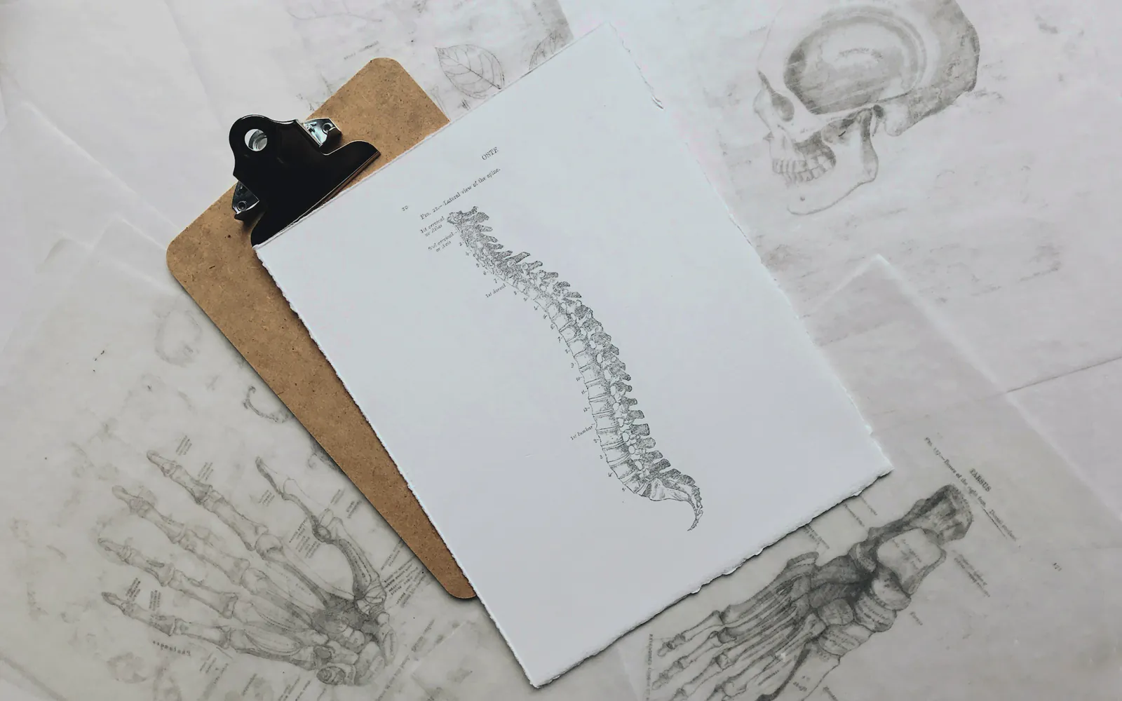 A clipboard holding an anatomical drawing of the spine, laid over drawings of a hand, a foot and a skull
